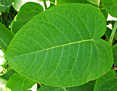 Sachalin-Staudenkn�terich, Blatt
