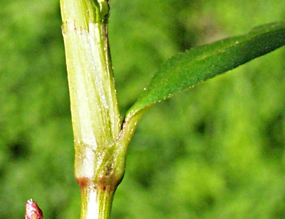 Ampfer-Kn�terich, Ochrea