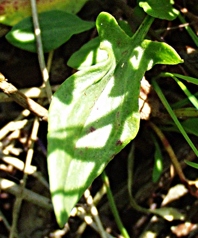 Rumex acetosella, Kleiner Saueramfer, Blatt