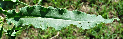 Krauser Ampfer, Blatt