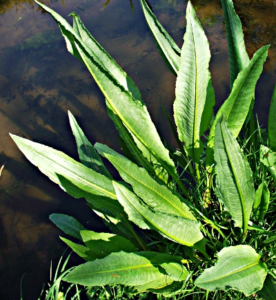 Fluss-Ampfer, Bl�tter