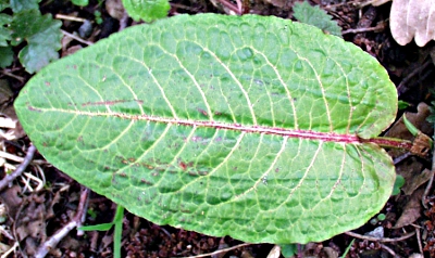 Stumpfbl�ttriger Ampfer, Blatt