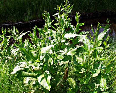 Stumpfbl�ttriger Ampfer