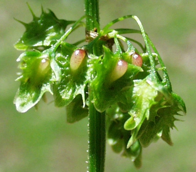 Stumpfbl�ttriger Ampfer, Valven