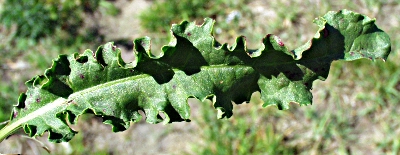 Garten-Ampfer, Blatt