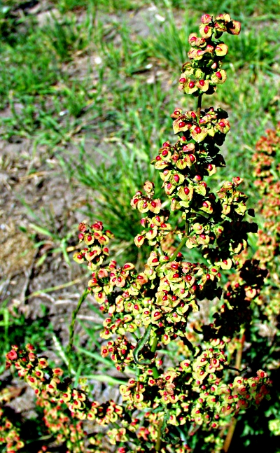 Garten-Ampfer, Fruchtstand