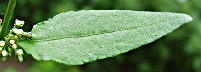 Hain-Ampfer, Blatt