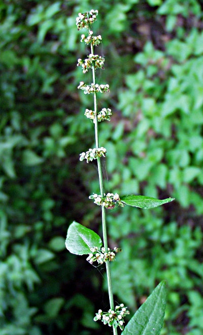 Hain-Ampfer, Bltenstand