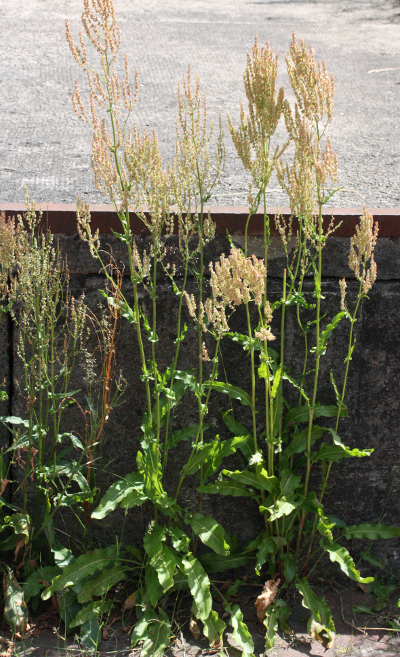 Rumex thyrsiflorus, Straubltiger Ampfer