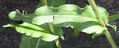 Rumex thyrsiflorus, Straubltiger Ampfer, Blatt