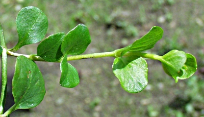 Pfennigkraut, Bl�tter