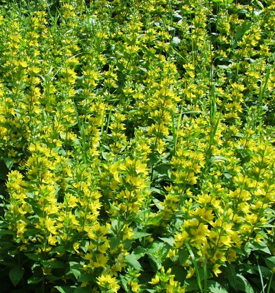 Punktierter Gilbweiderich