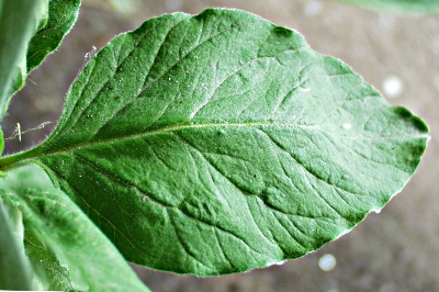 Punktierter Gilbweiderich, Blatt