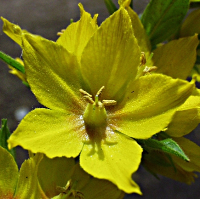 Punktierter Gilbweiderich, Bl�te