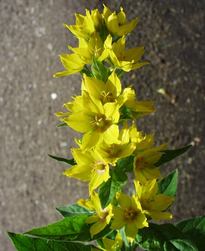 Punktierter Gilbweiderich, Bl�tenstand