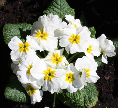 Primula spec., weiße Gartenprimel