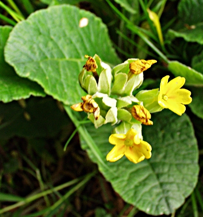 Primula veris, Echte Schlsselblume