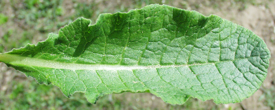 Primula veris, Echte Schlsselblume, Blatt