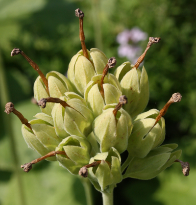 Primula veris, Echte Schlüsselblume, Fruchtstand