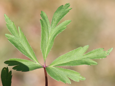 Anemone nemorosa, Busch-Windröschen, Blatt