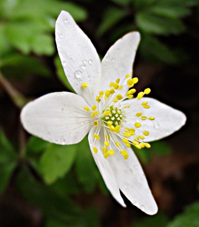 Anemone nemorosa, Busch-Windröschen, Blüte
