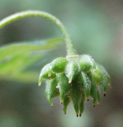 Anemone nemorosa, Busch-Windröschen, Fruchststand