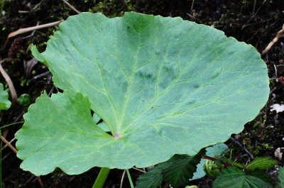 Caltha palustris, Sumpf-Dotterblume, Blatt