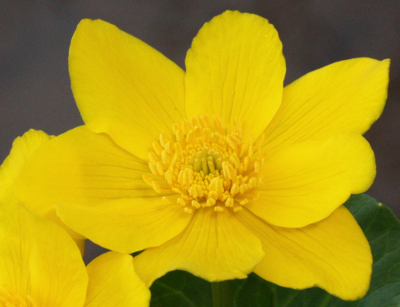 Caltha palustris, Sumpf-Dotterblume, Blüte