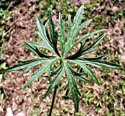 Scharfer Hahnenfu�, Blatt