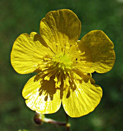 Scharfer Hahnenfu�, Bl�te