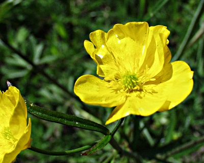 Ranunculus auricomus, Gold-Hahnenfu�, Bl�te