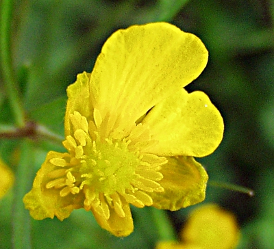 Ranunculus auricomus, Gold-Hahnenfu�