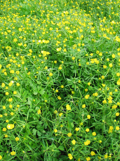 Ranunculus auricomus, Gold-Hahnenfu�, Massenvorkommen