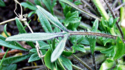 Knolliger Hahnenfu�, Blatt