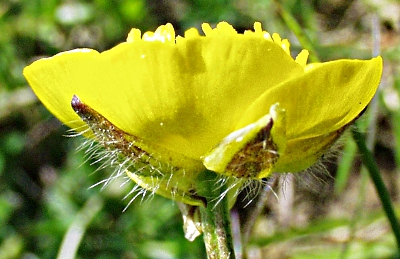 Knolliger Hahnenfu�, Kelch