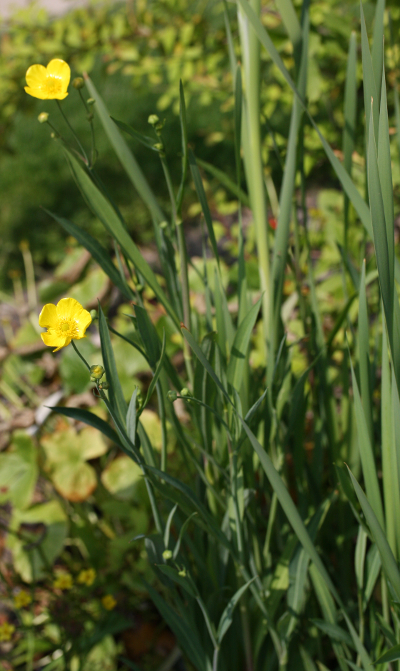 Ranunculus lingua, Zungen-Hahnenfu