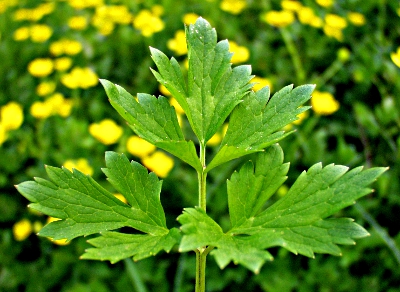 Kriechender Hahnenfu�, Blatt