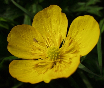 Kriechender Hahnenfu�, Bl�te