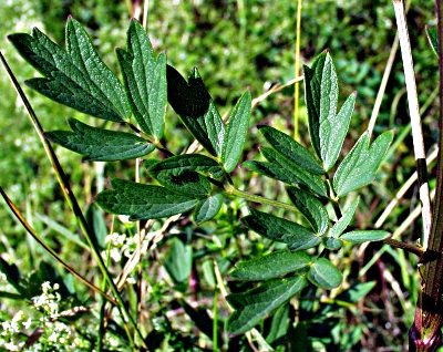 Gelbe Wiesenraute, Blatt