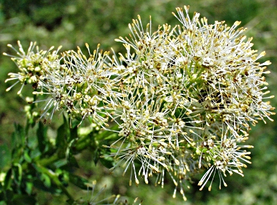Gelbe Wiesenraute, Bl�tenstand