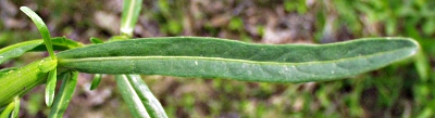 Reseda luteola, Färber-Wau, Blatt