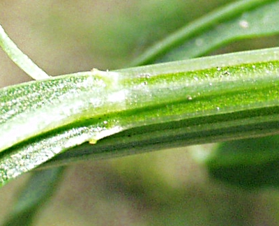 Reseda luteola, Färber-Wau, Blattgrund