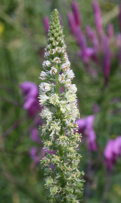 Reseda alba, Weie Resede
