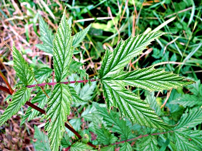 Filipendula ulmaria, Echtes M�des��, Blatt