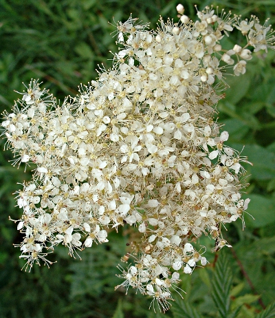Filipendula ulmaria, Echtes M�des��, Bl�tenstand