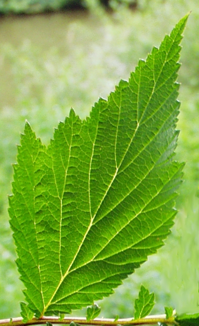 Filipendula ulmaria, Echtes Mädesüß, Fiederblatt
