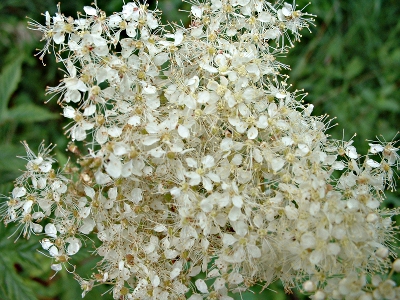 Filipendula ulmaria, Echtes M�des��, Bl�tenstand