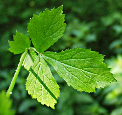 Echte Nelkenhwurz, Blatt