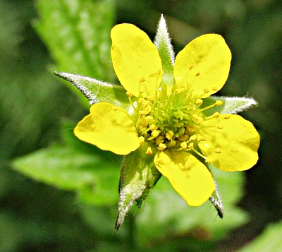 Echte Nelkenhwurz, Bl�te