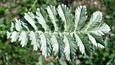 G�nse-Fingerkraut, Blattoberseite